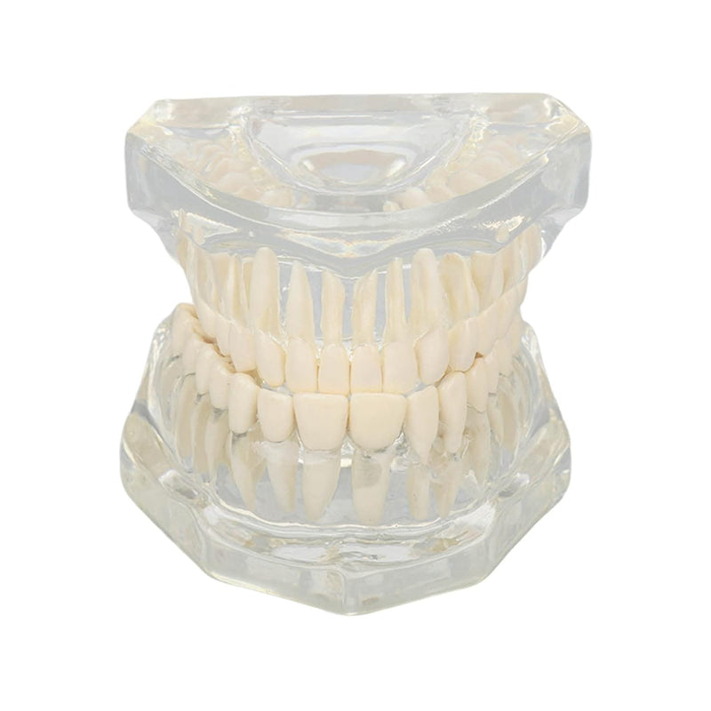 Dental Oral Typodont, Learning Tooth Model with Clear Structure, Standard Dental Dental Model, Dental Model Compatible with Dentists, Teachers and Students