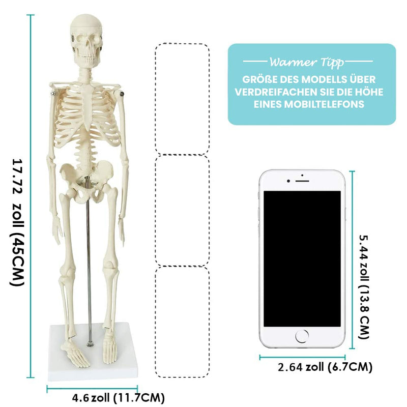 Mini Human Anatomy Full Body Skeleton Model, 17.7"/45 cm | EVOTECH SCIENTIFIC Modelo Anatómico De Esqueleto Humano, Adecuado Para El Aprendizaje De Anatomía, Demostración Didáctica 45CM (17.7")