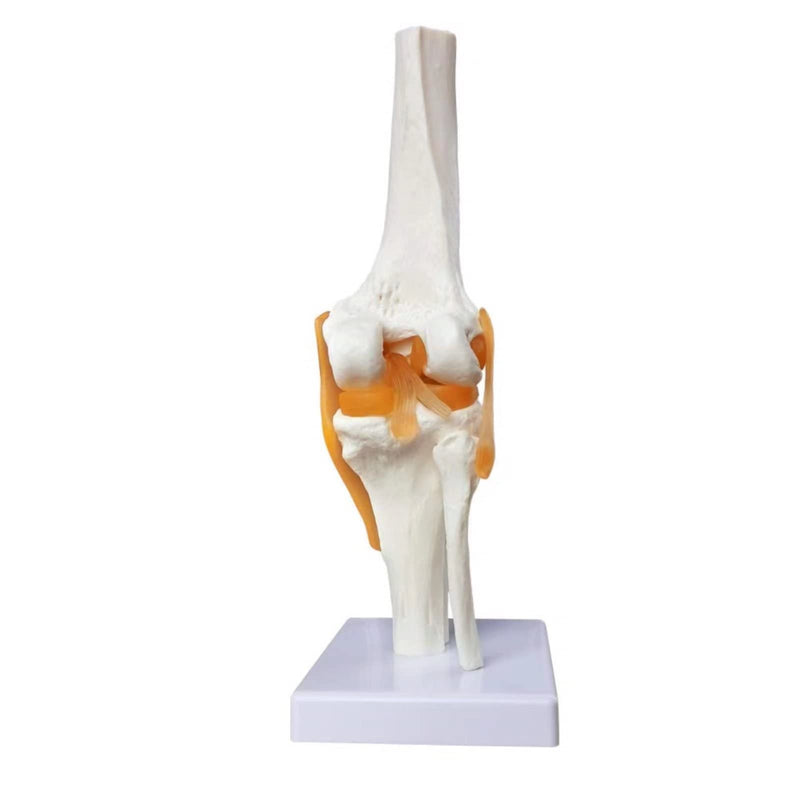 Human Anatomy Knee Joint Model 1:1 with Ligaments / Textbook | EVOTECH SCIENTIFIC Knee Joint Bone Anatomy Model, Suitable for Anatomy Studies, Education and Teaching Purposes Knee With Ligament