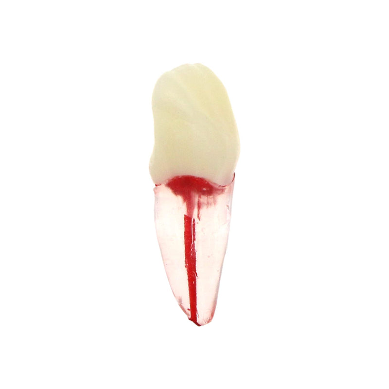 [Australia - AusPower] - 5Pcs Dental Root Canal Pulp Cavity Teeth Model Endodontic Practice RCT Typodont M8007 11# 14# 16# 21# 33# 34# 35# 36# 44# 45# Practicing Study Teach (5Pcs-M8007-11#) 