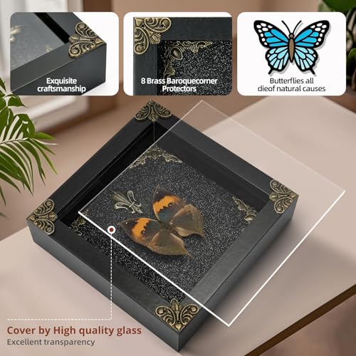 Real Butterfly Framed Handmade - Taxidermy Butterfly Shadow Box - Real Framed Butterflies in a Box for Gothic Home Decor Aesthetic. (Kallima Inachus) Kallima Inachus