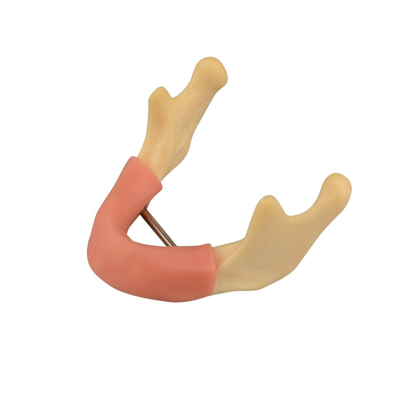 [Australia - AusPower] - Mandible with Soft Tissue for Drilling Practice, Basic Implant Training Model with Practice Soft Artificial Tissue, Great Dental Training Tooth for Dental Implant Practice 
