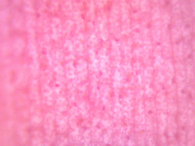 [Australia - AusPower] - EISCO Elodea, Submerged Leaf - Prepared Microscope Slide - 75 x 25mm - Microscopy Single Slide 