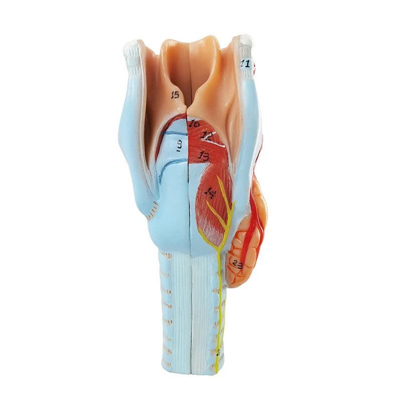 Human Larynx Model, 2 Parts Larynx Throat Anatomical Model for Medical Anatomy and Physiology Study Research Teaching