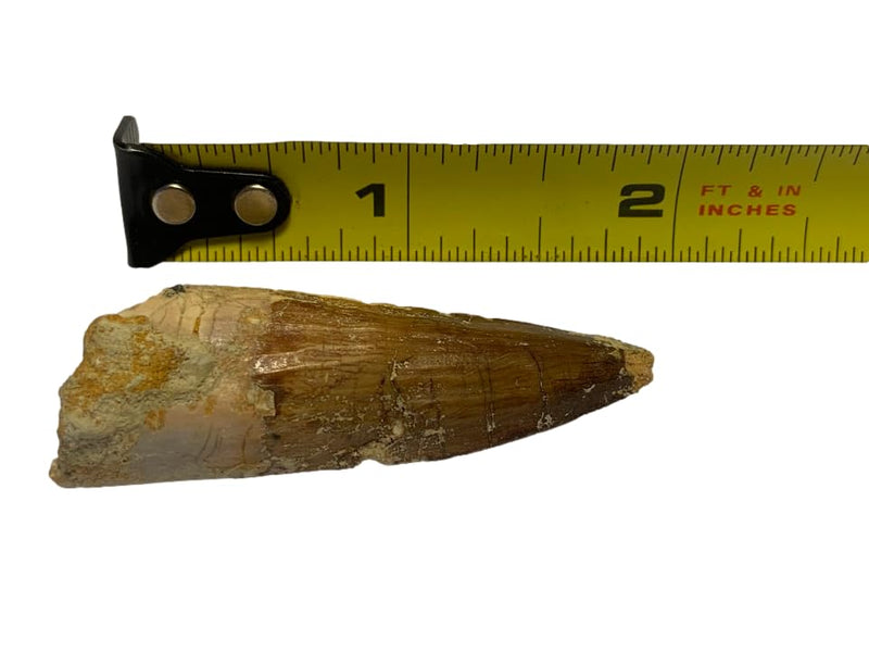 DINOSAURS ROCK® Genuine Spinosaurus Dinosaur Fossil Tooth - 1.5"