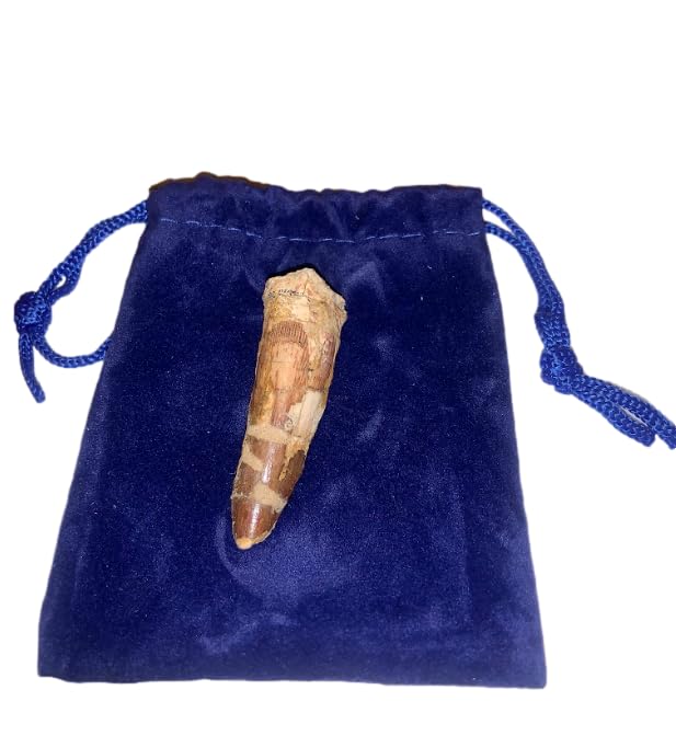 DINOSAURS ROCK® Genuine Spinosaurus Dinosaur Fossil Tooth - 1.5"