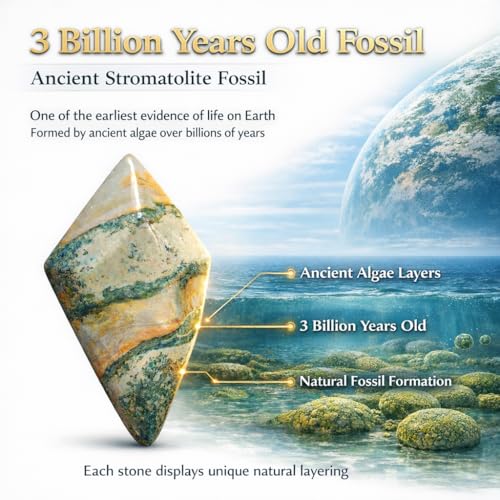Crystal Healing Nature stromatolite Fossil Gemstone, 1.8 Billion Year Old Natural Algae Ancient Stone, Diamond-Shaped Stromatolite Fossil for Professional Desk Decor and Reiki Meditation. Rhombus