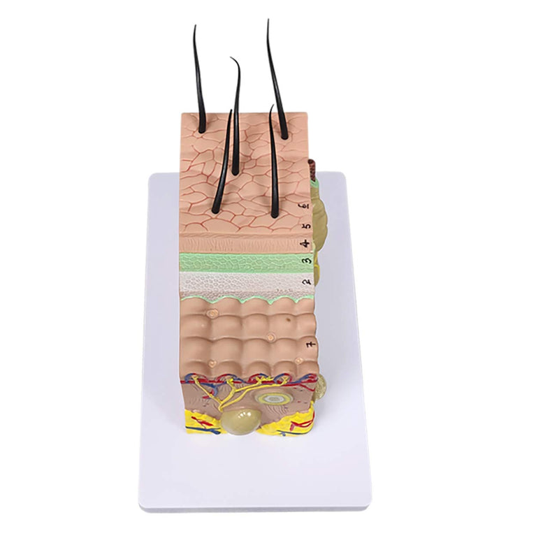 Ultrassist Skin Anatomy Model, 35X Enlarged Skin Anatomical Model with Study Guide, Teaching Tool for Science Study or Patient Education