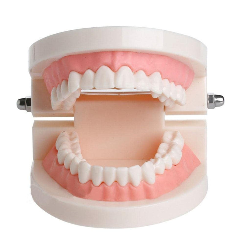 Wangcl Teeth Dental Demonstration Model Dental Model Anatomical for Dental Teaching or Oral Care tamaño para niños