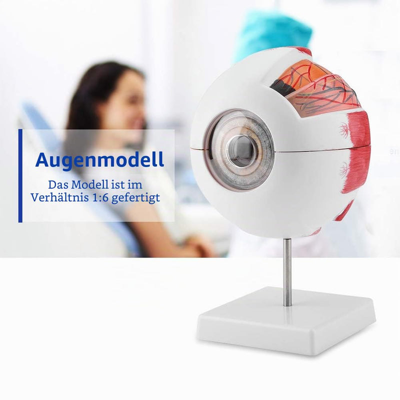 Eye Model Anatomy 6X Magnification, Human Eye Model Removable | Medical Teaching Model for Biology Teaching & Medical Studies