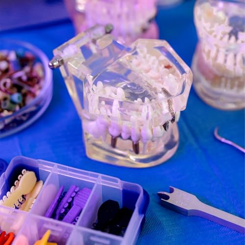 Tooth Model, Transparent Tooth Model with Removable Crown/Bridge, White | Implant dental model, orthodontic dental model, implant demo with removable crown/bridge for training