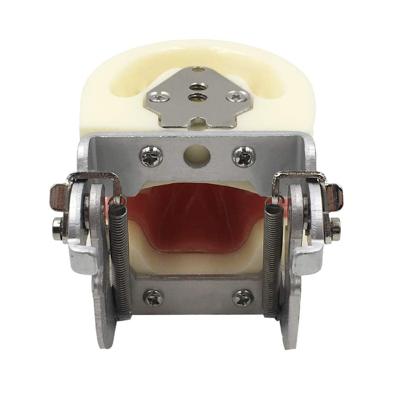 [Australia - AusPower] - Typodont Child Teeth Model, with 24pcs Removable Teeth, Compatible with Kilgore Nissin for Teaching, Study 