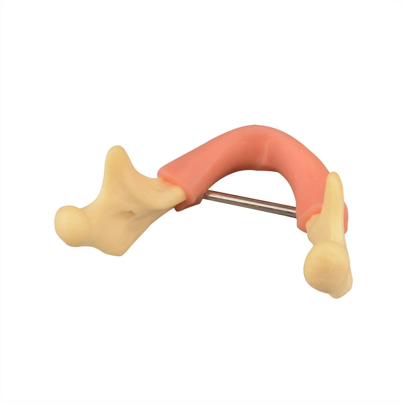 [Australia - AusPower] - Mandible with Soft Tissue for Drilling Practice, Basic Implant Training Model with Practice Soft Artificial Tissue, Great Dental Training Tooth for Dental Implant Practice 