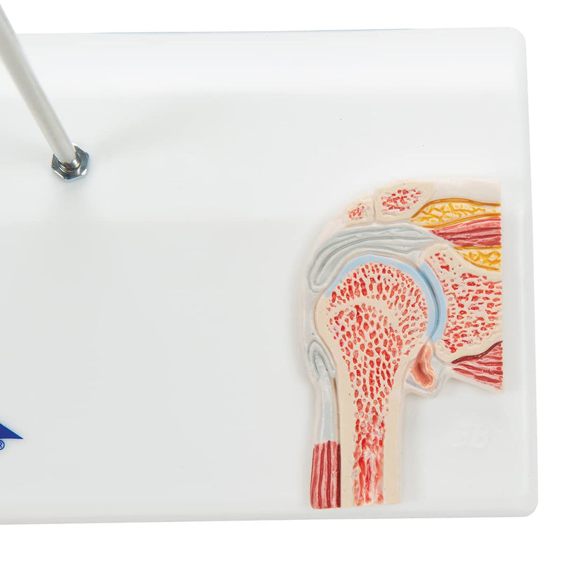 3B Scientific A86/1 Mini Cross Section Shoulder Joint + Free Anatomy Software "3B Smart Anatomy" Mini shoulder joint