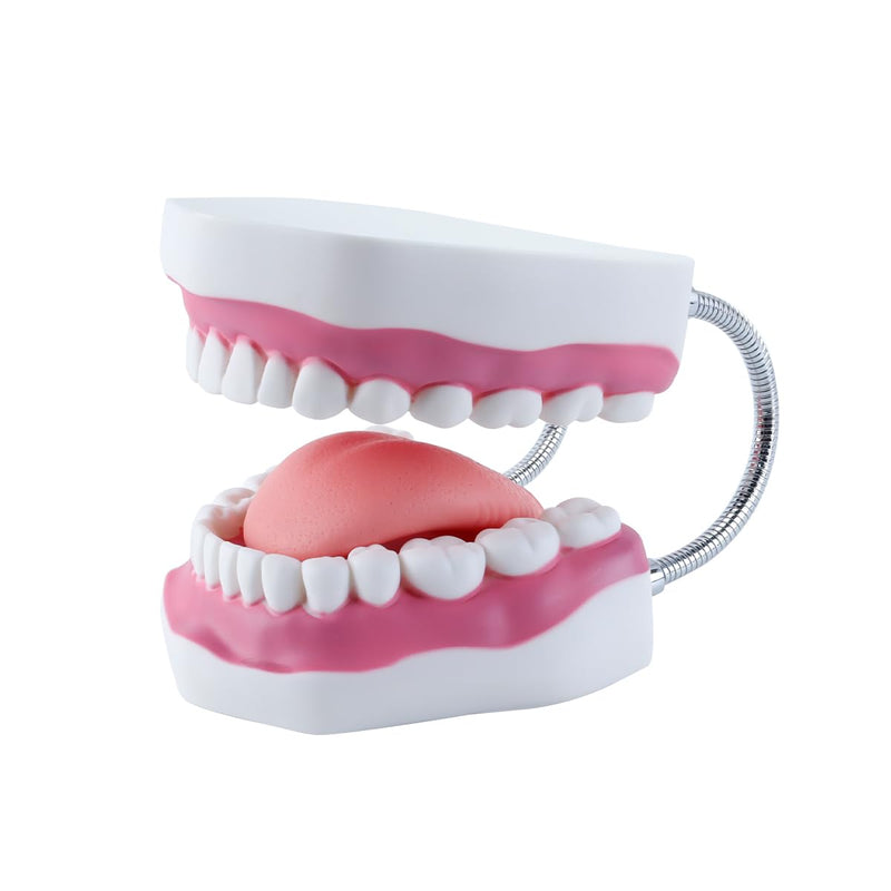 6 Times Larger Dental Model with Moving Tongue, Bendable Stand, Realistic Colours for Dental Education, Practical Treatment