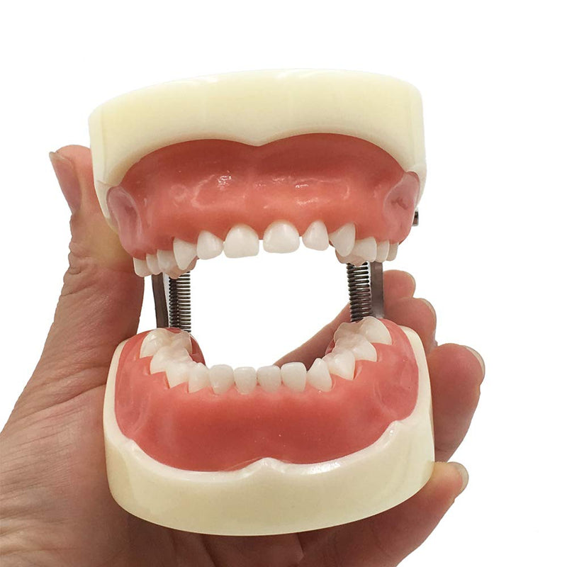 [Australia - AusPower] - Typodont Child Teeth Model, with 24pcs Removable Teeth, Compatible with Kilgore Nissin for Teaching, Study 