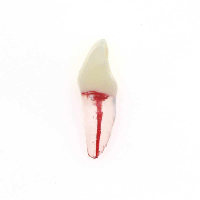 [Australia - AusPower] - 5Pcs Dental Root Canal Pulp Cavity Teeth Model Endodontic Practice RCT Typodont M8007 11# 14# 16# 21# 33# 34# 35# 36# 44# 45# Practicing Study Teach (5Pcs-M8007-11#) 