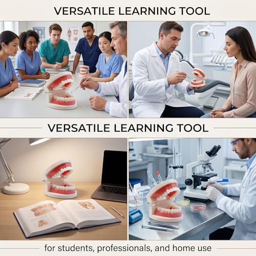 Teeth Model, Dental Care Model, Demonstration Dental Model, Adult Simulation Teeth Model Display, Standard Dental Study Model, for Dental Teaching or Oral Care, Pack of 1