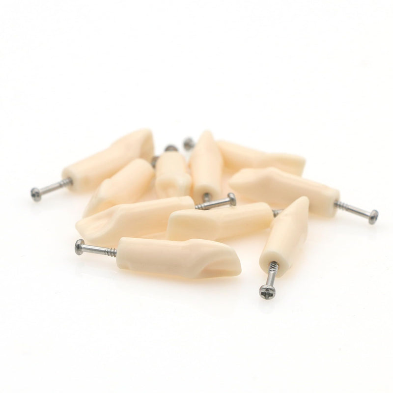 [Australia - AusPower] - 10pcs Dental Typodont Practice Teeth Study Model Individual Replacement Teeth Student Teaching Resin Filling Training Compatible Kilgore Nissin 200 Type (11#) 11# 