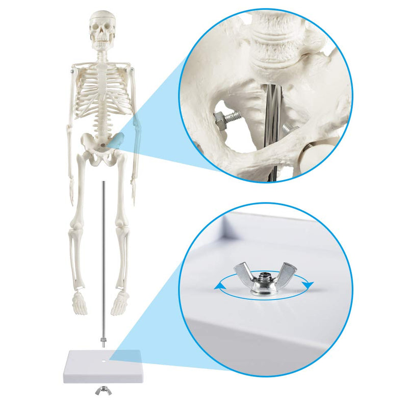 Human Skeleton Model for Anatomy, 45 cm Small Human Skeleton Model with Movable Arms and Legs, Science Model for Study Modern