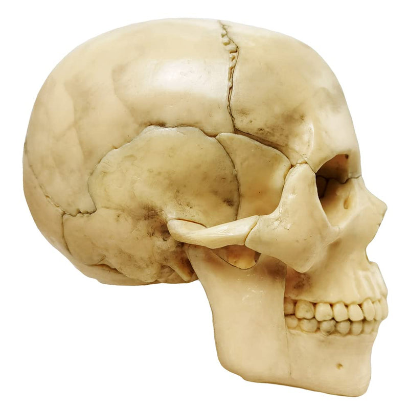 2024 New Anatomy Exploded Skull Model,Human Medical Skull Model Dental ...