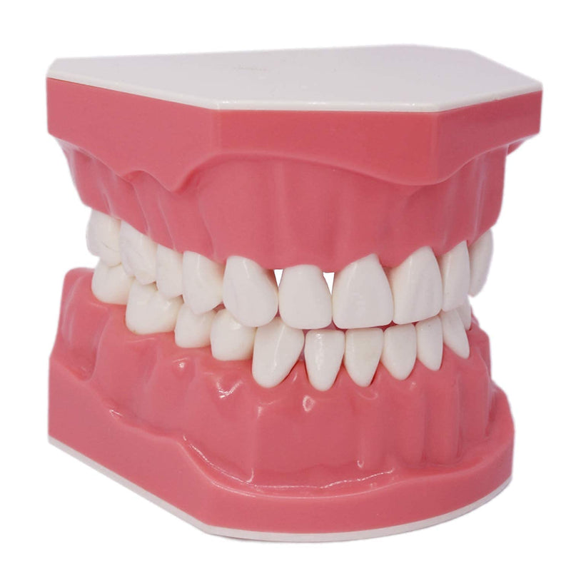[Australia - AusPower] - 1.5 Times Large Dental Typodont Model Tooth Brushing flossing Practice Model Demonstration Removable Lower Teeth for Kids Dental Students Tooth Teach Study, 4.5 Inch x3.5 Inch x3.5 Inch 
