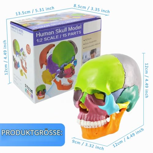 Human Skull with Brain Anatomy Model, 1:2 Half Life Size | EVOTECH SCIENTIFIC Detachable skull anatomy model, suitable for anatomy studies, education and teaching purposes, 20 pieces mini skull model with brain