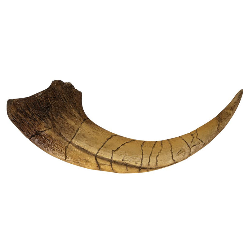 Fossilized Teeth and Claws of Various Prehistoric Dinosaurs, Megalodon Shark Teeth, and High-Fidelity Replicas (Megaraptor Claw) Megaraptor Claw