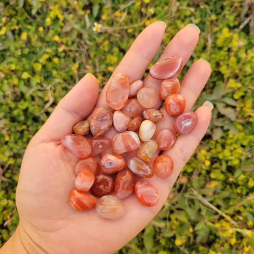 1,000 Carats Red Agate Handpicked Tumbled Stones Crystals Chips 0.3''-0.5'' Bulk Fountain Rocks Pocket Stones for Healing, Reiki, Meditation, Witchcraft,Home Decorations (Red Agate)