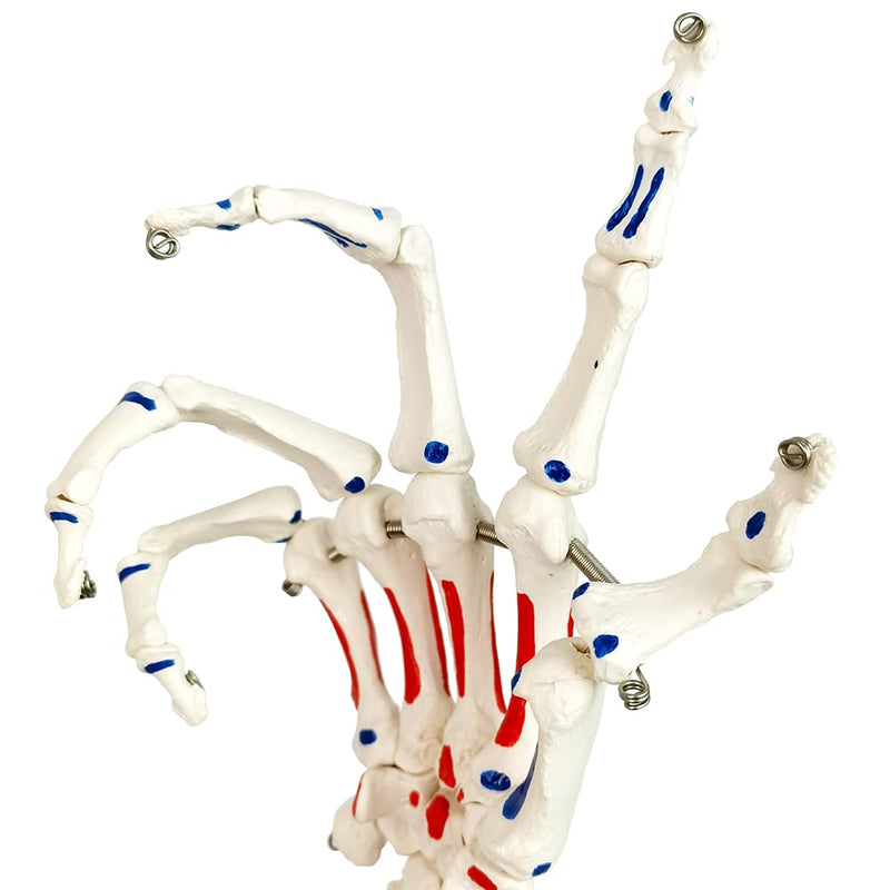 Life Size Skeletal Hand Model with Wrist, Ulnaand Radius, Articulated Hands Skeleton Secured with Wire, Hand Joint Model Palm Bone Anatomical Muscle Start and End Point Tag Recognition