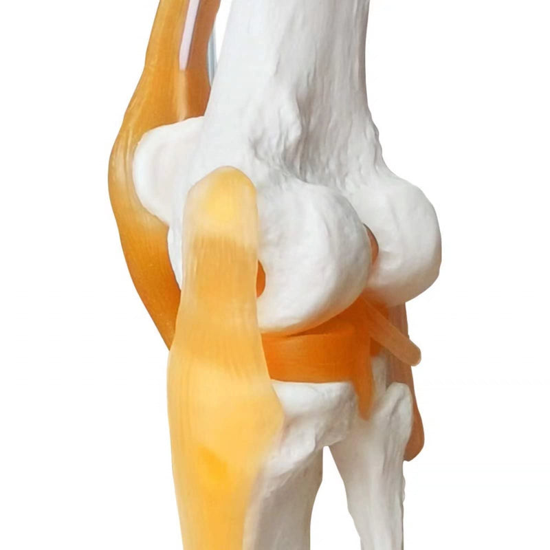 Human Anatomy Knee Joint Model 1:1 with Ligaments / Textbook | EVOTECH SCIENTIFIC Knee Joint Bone Anatomy Model, Suitable for Anatomy Studies, Education and Teaching Purposes Knee With Ligament