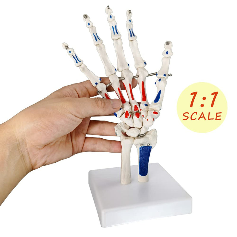 Life Size Skeletal Hand Model with Wrist, Ulnaand Radius, Articulated Hands Skeleton Secured with Wire, Hand Joint Model Palm Bone Anatomical Muscle Start and End Point Tag Recognition