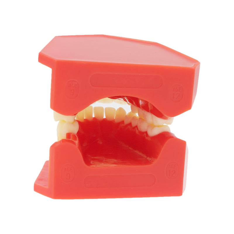 [Australia - AusPower] - Teeth Typodonts Dental Model #7013 - Teeth Eruption Development Model Alternating Model of Constant Pressure of Deciduous Teeth 