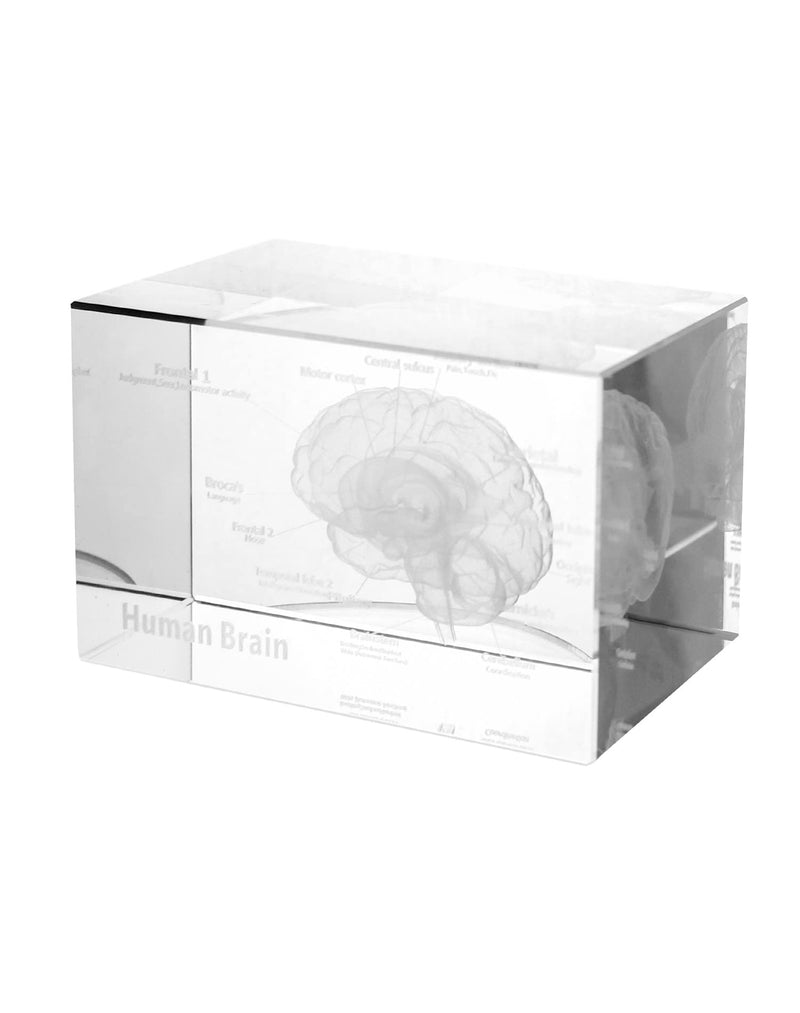 QWORK 3D Human Brain Anatomical Model, Laser Etching Crystal Glass Cube Science Gift Paperweight (LED Base not Included), 3.1(L) x2(W) x2(H) inches