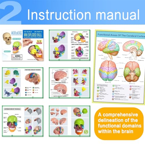 Human Skull with Brain Anatomy Model, 1:2 Half Life Size | EVOTECH SCIENTIFIC Detachable skull anatomy model, suitable for anatomy studies, education and teaching purposes, 20 pieces mini skull model with brain