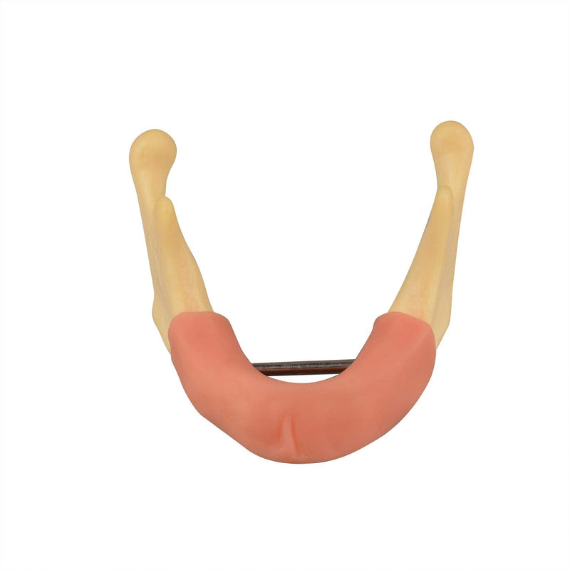 [Australia - AusPower] - Mandible with Soft Tissue for Drilling Practice, Basic Implant Training Model with Practice Soft Artificial Tissue, Great Dental Training Tooth for Dental Implant Practice 