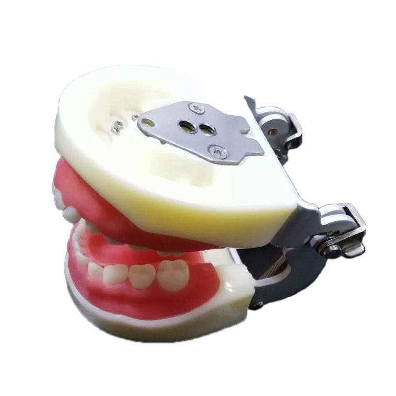 [Australia - AusPower] - Typodont Child Teeth Model, with 24pcs Removable Teeth, Compatible with Kilgore Nissin for Teaching, Study 
