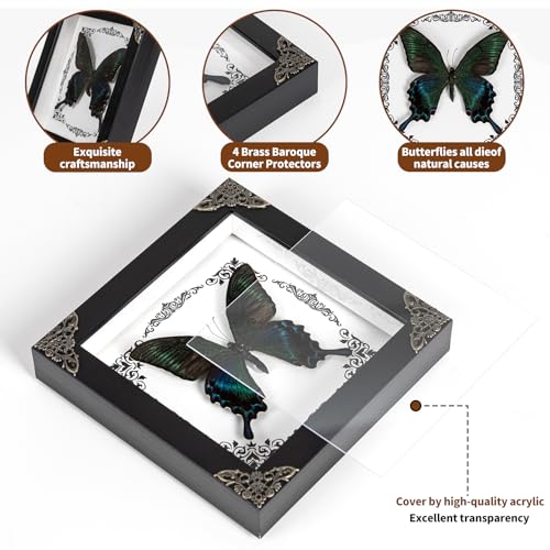 BFYLCHY Real butterfly photo frame wall decoration insect specimen holiday gift Gothic home decoration desktop decoration handmade photo frame (G_Tiger patterned green swallowtail butterfly) G_Tiger patterned green swallowtail butterfly