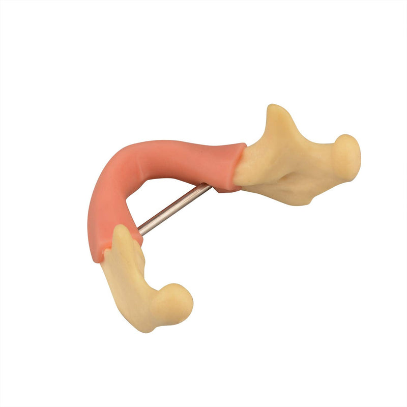 [Australia - AusPower] - Mandible with Soft Tissue for Drilling Practice, Basic Implant Training Model with Practice Soft Artificial Tissue, Great Dental Training Tooth for Dental Implant Practice 