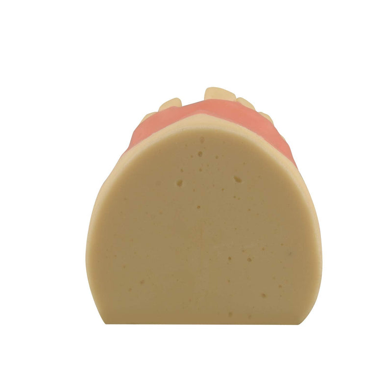 [Australia - AusPower] - Maxillary Dental Implant Model Missing Partial Teeth, Basic Implant Training Model with Practice Soft Gums, Great Dental Training Tooth for Dental Implant Practice 