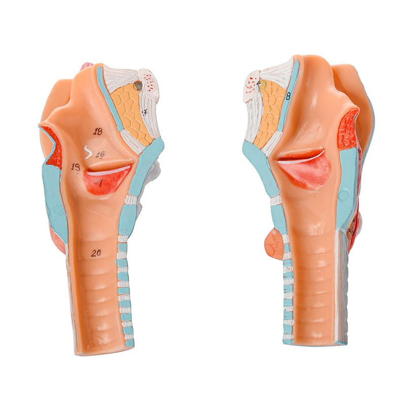Human Larynx Model, 2 Parts Larynx Throat Anatomical Model for Medical Anatomy and Physiology Study Research Teaching