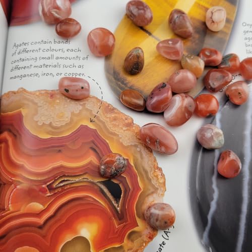 1,000 Carats Red Agate Handpicked Tumbled Stones Crystals Chips 0.3''-0.5'' Bulk Fountain Rocks Pocket Stones for Healing, Reiki, Meditation, Witchcraft,Home Decorations (Red Agate)