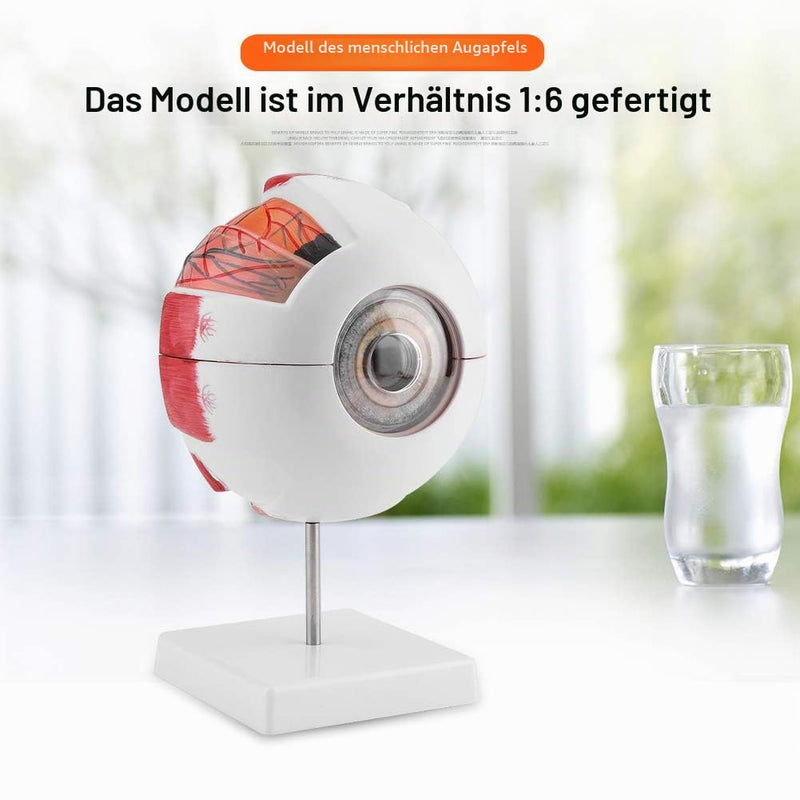 Eye Model Anatomy 6X Magnification, Human Eye Model Removable | Medical Teaching Model for Biology Teaching & Medical Studies