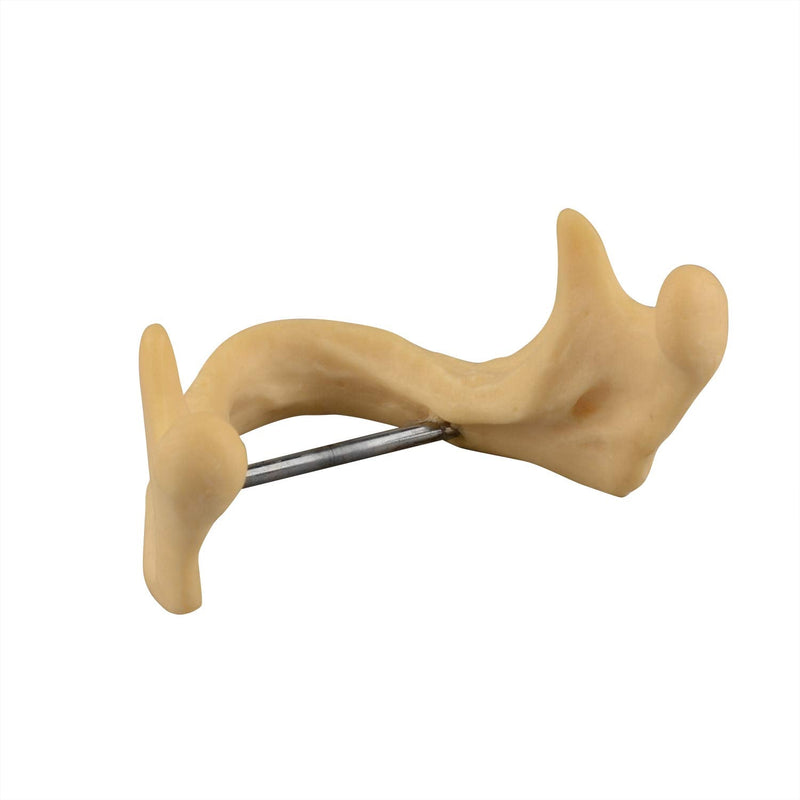 [Australia - AusPower] - Plain Mandible for Drilling Practice, Basic Implant Training Model for Dental School Students, Great Dental Training Tooth for Dental Implant Practice 