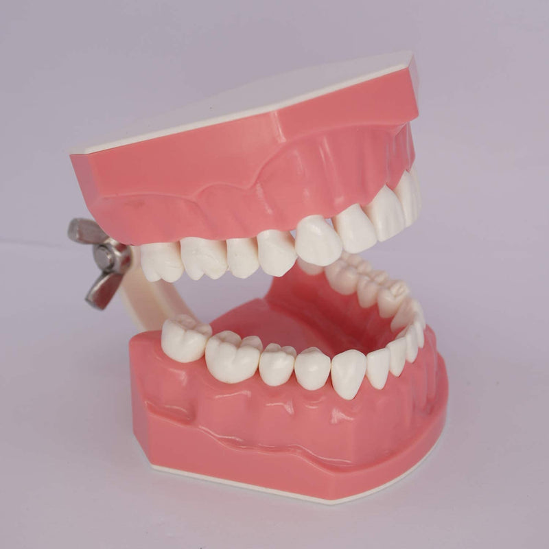 [Australia - AusPower] - 1.5 Times Large Dental Typodont Model Tooth Brushing flossing Practice Model Demonstration Removable Lower Teeth for Kids Dental Students Tooth Teach Study, 4.5 Inch x3.5 Inch x3.5 Inch 