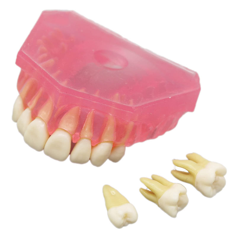 [Australia - AusPower] - Dental Demonstration teeth Model - Standard Study Teaching dental mode with all Removable Teeth #4004 Silica Gel Material Soft and Bendable Teeth Typodonts 