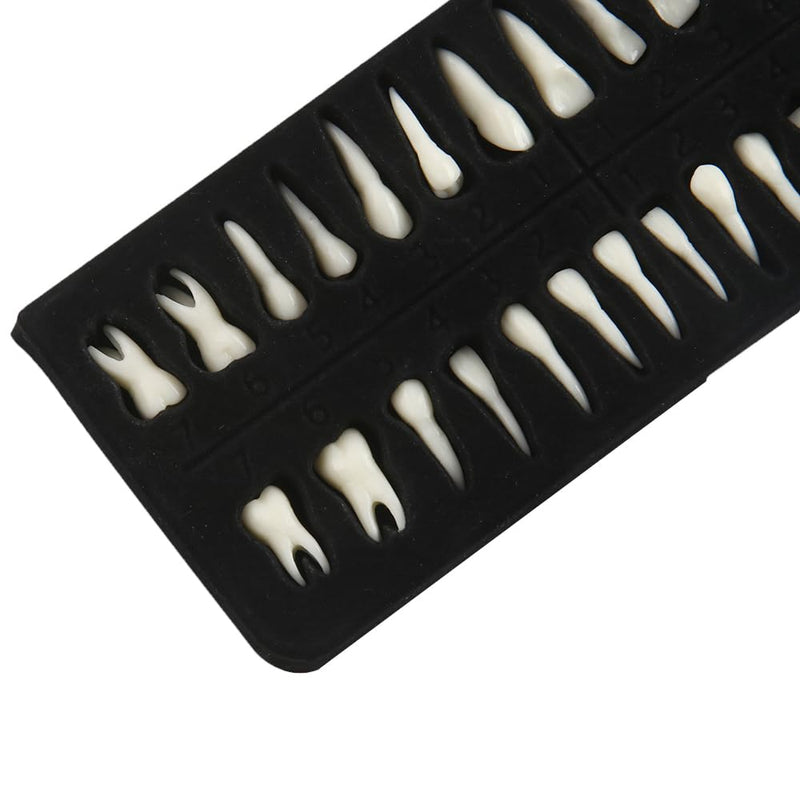 Tooth Model, 1:1 Adult Tooth Model, Permanent Teeth Demonstration Kit | 28 black teeth, 1:1 tooth model made of high-quality resin. Ideal for dental students & teaching. Includes storage box