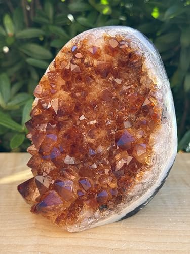 GAF TREASURES Finely Polished Citrine Clusters with Cut Base | Honey Citrine Quartz Cluster (1-2 lb) 1-2 lb