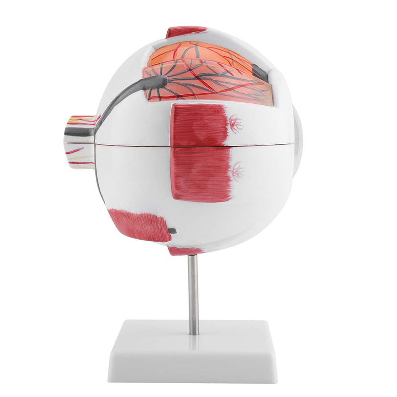 Eye Model Anatomy 6X Magnification, Human Eye Model Removable | Medical Teaching Model for Biology Teaching & Medical Studies