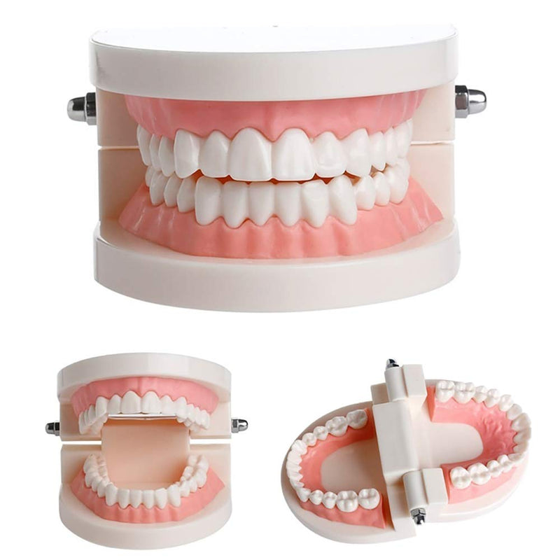 [Australia - AusPower] - 1 Pack Standard Teeth Model Adult Standard Typodont Demonstration Denture Model for Kids Dental Teaching, Clean Display, Education, Study (No Wisdom Teeth)(with 2 Fixed Wrench) 1 